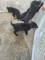 AKC Reg - German Shepherd Purple Collar - Skittles, a female German Shepherd Dog for sale in Columbia, SC – Photo 4 of 4