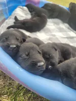 AKC Reg - German Shepherd Purple Collar - Skittles, a female German Shepherd Dog for sale in Columbia, SC – Photo 2 of 4