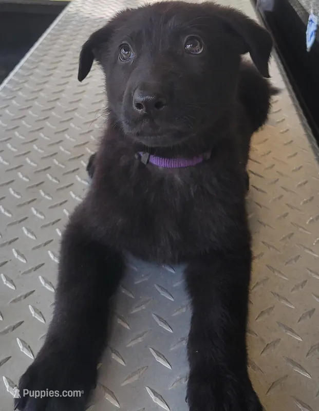 AKC Reg - German Shepherd Purple Collar - Skittles – German Shepherd Dog puppy for sale in Columbia, SC