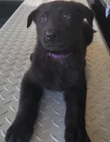 AKC Reg - German Shepherd Purple Collar - Skittles, a female German Shepherd Dog for sale in Columbia, SC – Photo 1 of 4