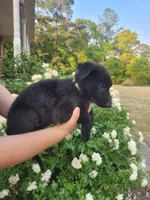 AKC Reg - German Shepherd Yellow Collar -  Lilly, a female German Shepherd Dog for sale in Columbia, SC – Photo 3 of 5