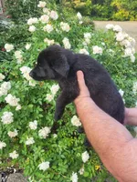 AKC Reg - German Shepherd Yellow Collar -  Lilly, a female German Shepherd Dog for sale in Columbia, SC – Photo 2 of 5