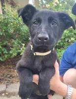 AKC Reg - German Shepherd Yellow Collar -  Lilly, a female German Shepherd Dog for sale in Columbia, SC – 2 of 8