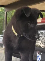 AKC Reg - German Shepherd Yellow Collar -  Lilly, a female German Shepherd Dog for sale in Columbia, SC – 3 of 8