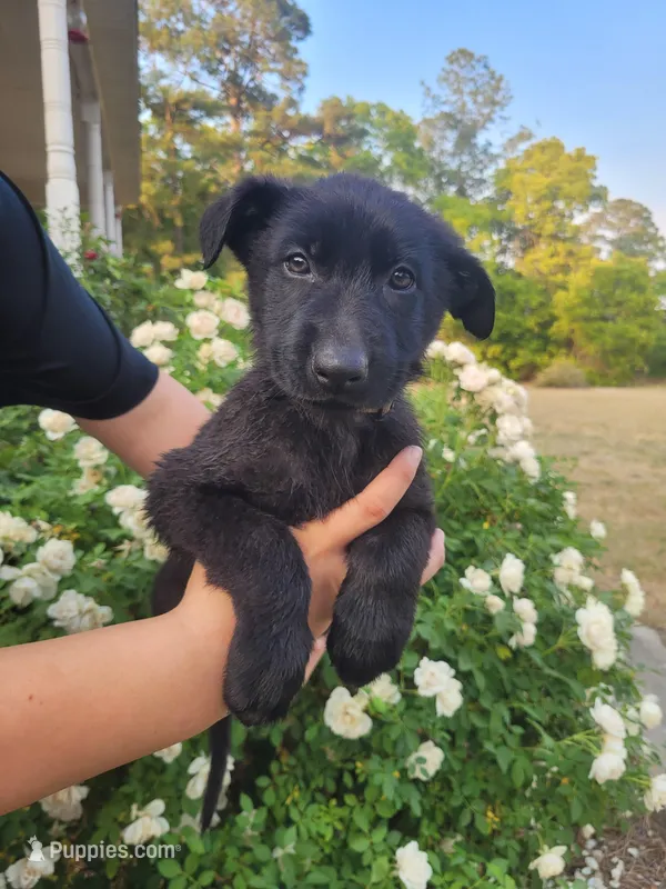 AKC Reg - German Shepherd Yellow Collar -  Lilly – German Shepherd Dog puppy for sale in Columbia, SC