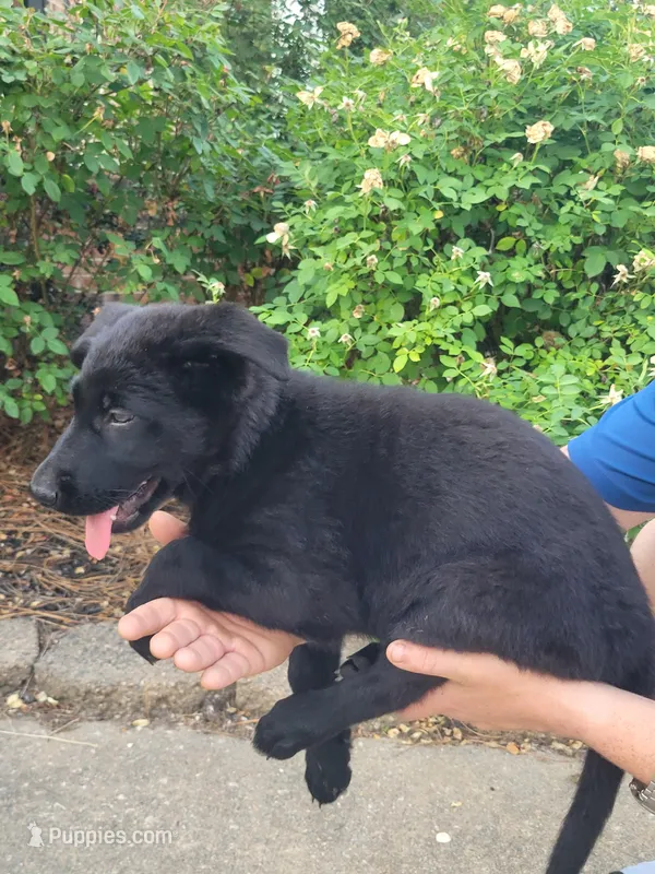 AKC Reg - German Shepherd Yellow Collar -  Lilly – German Shepherd Dog puppy for sale in Columbia, SC