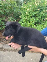 AKC Reg - German Shepherd Yellow Collar -  Lilly, a female German Shepherd Dog for sale in Columbia, SC – 1 of 8