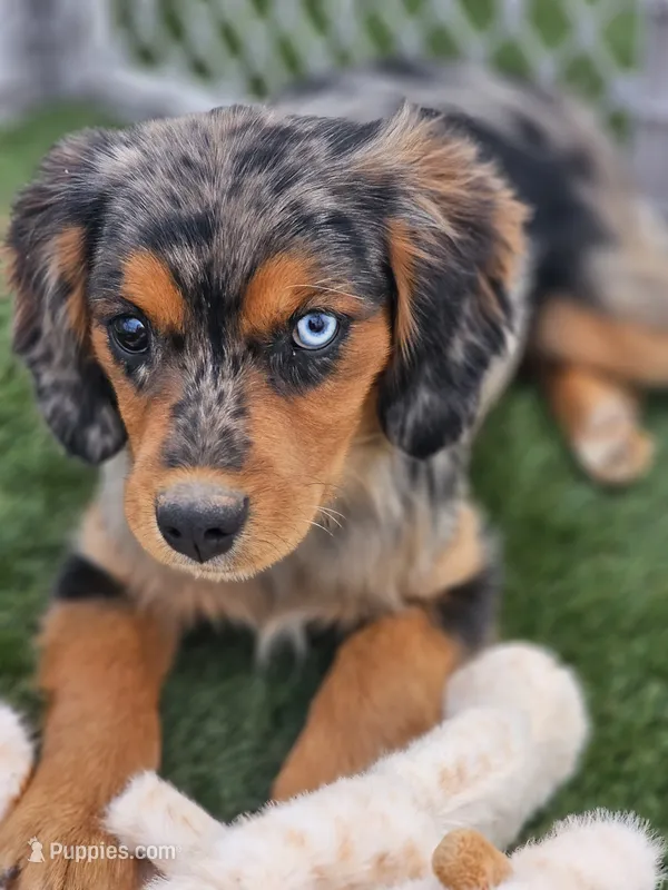 Cash – Cavalier King Charles Spaniel, Miniature American Shepherd puppy for sale in Sun City, CA