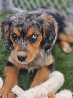Cash, a male Cavalier King Charles Spaniel and Miniature American Shepherd for sale in Sun City, CA – 1 of 6