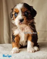 processed/7c4d4a6d-32a3-4423-9591-a142012fb736/listing/085e5e13-0660-409c-b56e-4c89f8526a49/12712dc2-a491-4967-984f-42b43daa1902