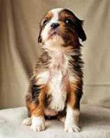 processed/7c4d4a6d-32a3-4423-9591-a142012fb736/listing/085e5e13-0660-409c-b56e-4c89f8526a49/913a739a-96da-4db2-a0e2-571e4c9cdc4a