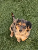 Aussalier Pups Transport Available, a female Aussalier for sale in Pomona, CA – 4 of 5