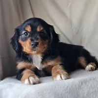 Honey, a female Cavalier King Charles Spaniel and Toy Australian Shepherd for sale in Show Low, AZ – Photo 4 of 5