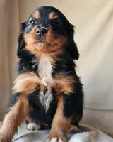 Honey, a female Cavalier King Charles Spaniel and Toy Australian Shepherd for sale in Show Low, AZ – Photo 2 of 5