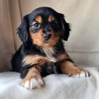 Honey, a female Cavalier King Charles Spaniel and Toy Australian Shepherd for sale in Show Low, AZ – Photo 3 of 5
