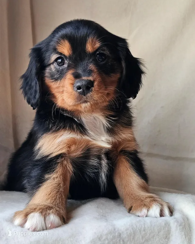 Honey, a female Cavalier King Charles Spaniel and Toy Australian Shepherd for sale in Show Low, AZ – Photo 1 of 5