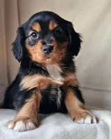 Honey, a female Cavalier King Charles Spaniel and Toy Australian Shepherd for sale in Show Low, AZ – Photo 1 of 5