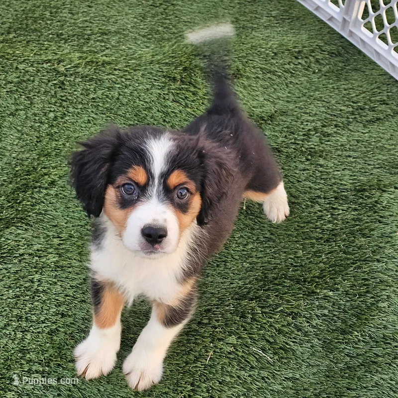 Tex – Cavalier King Charles Spaniel, Miniature American Shepherd puppy for sale in Pomona, CA
