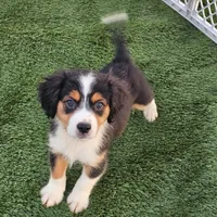 Tex, a male Cavalier King Charles Spaniel and Miniature American Shepherd for sale in Pomona, CA – 1 of 3