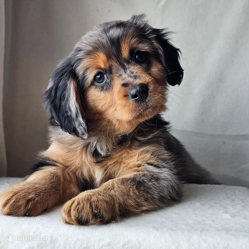Smokey – Aussalier puppy for sale in Pomona, CA