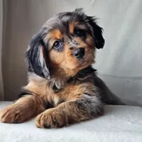 Smokey, a female Aussalier for sale in Pomona, CA – 1 of 5