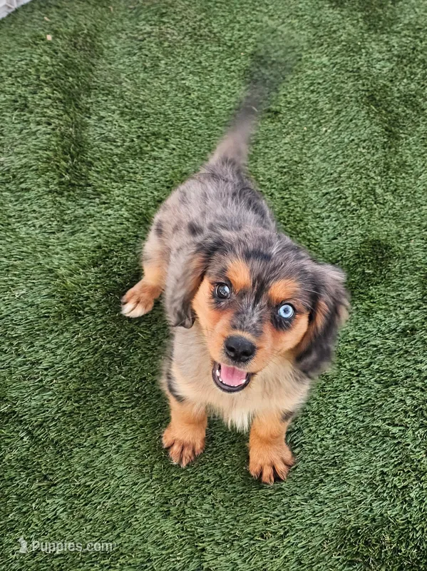 Aussalier Pups Transport Available – Aussalier puppy for sale in Pomona, CA