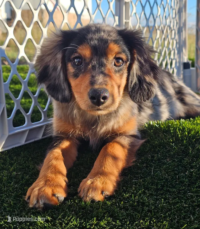Levi – Cavalier King Charles Spaniel, Miniature American Shepherd puppy for sale in Sun City, CA