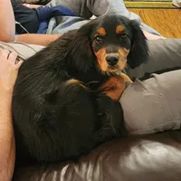 Paddington, a male Aussalier for sale in Pomona, CA – 2 of 7