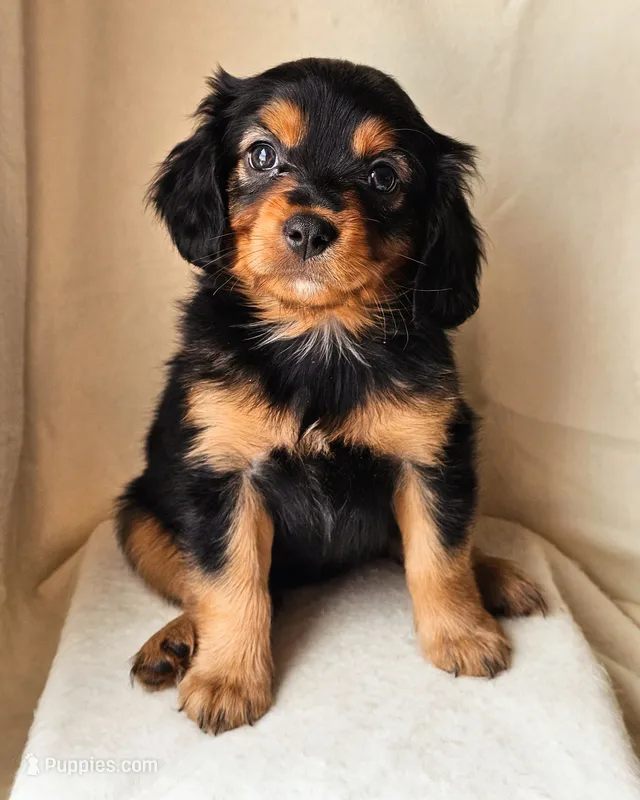 Dolly – Cavalier King Charles Spaniel, Miniature American Shepherd puppy for sale in Pomona, CA