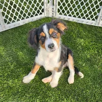 Tex, a male Cavalier King Charles Spaniel and Miniature American Shepherd for sale in Scottsdale, AZ – 9 of 9