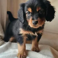 Paddington, a male Cavalier King Charles Spaniel and Toy Australian Shepherd for sale in Show Low, AZ – Photo 3 of 5