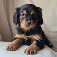Paddington, a male Cavalier King Charles Spaniel and Toy Australian Shepherd for sale in Show Low, AZ – Photo 5 of 5