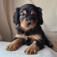 Paddington, a male Cavalier King Charles Spaniel and Toy Australian Shepherd for sale in Show Low, AZ – Photo 5 of 5