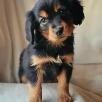 Paddington, a male Cavalier King Charles Spaniel and Toy Australian Shepherd for sale in Show Low, AZ – Photo 2 of 5