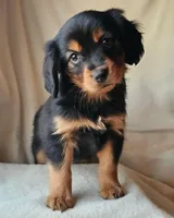 Paddington, a male Cavalier King Charles Spaniel and Toy Australian Shepherd for sale in Show Low, AZ – Photo 2 of 5