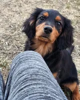 Paddington, a male Cavalier King Charles Spaniel and Toy Australian Shepherd for sale in Show Low, AZ – 7 of 8