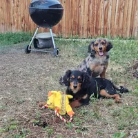 Paddington, a male Cavalier King Charles Spaniel and Toy Australian Shepherd for sale in Show Low, AZ – 6 of 8
