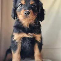 Paddington, a male Cavalier King Charles Spaniel and Toy Australian Shepherd for sale in Show Low, AZ – Photo 4 of 5