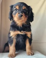 Paddington, a male Cavalier King Charles Spaniel and Toy Australian Shepherd for sale in Show Low, AZ – Photo 4 of 5