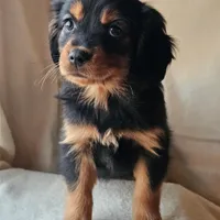 Paddington, a male Cavalier King Charles Spaniel and Toy Australian Shepherd for sale in Show Low, AZ – Photo 1 of 5