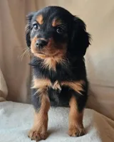 Paddington, a male Cavalier King Charles Spaniel and Toy Australian Shepherd for sale in Show Low, AZ – Photo 1 of 5