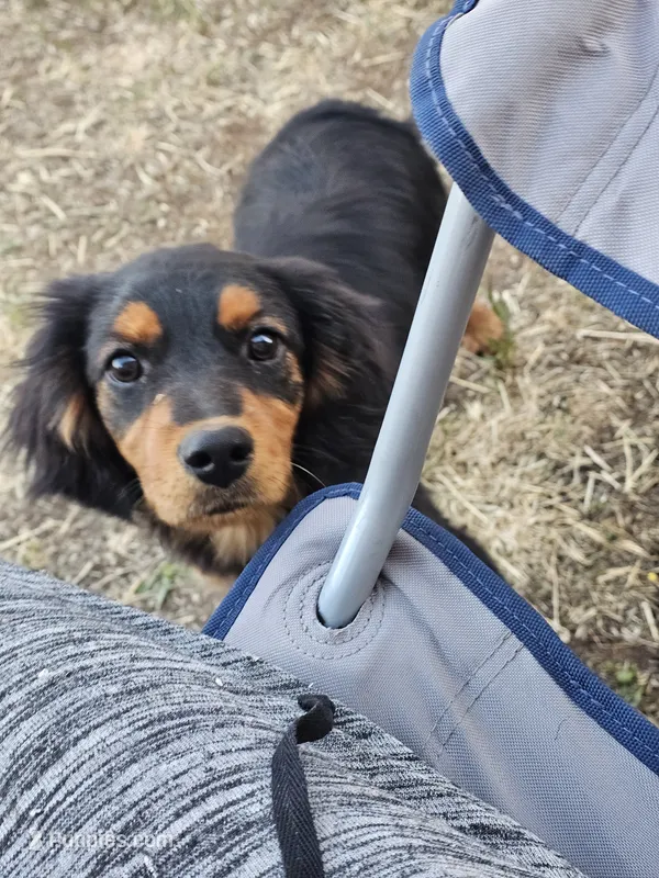 Paddington – Toy Australian Shepherd puppy for sale in Show Low, AZ