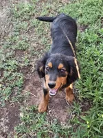 Paddington, a male Aussalier for sale in Pomona, CA – 6 of 7