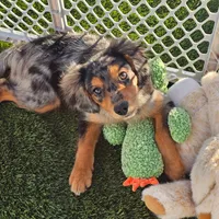 Levi, a male Cavalier King Charles Spaniel and Miniature American Shepherd for sale in Sun City, CA – 3 of 5
