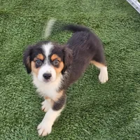 Tex, a male Cavalier King Charles Spaniel and Miniature American Shepherd for sale in Pomona, CA – 3 of 3