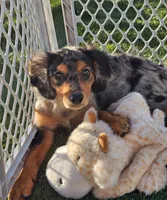 Levi, a male Cavalier King Charles Spaniel and Miniature American Shepherd for sale in Sun City, CA – 4 of 5