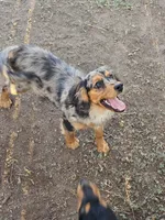Smokey, a female Aussalier for sale in Pomona, CA – 5 of 5