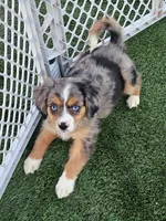 Amelia, a female Cavalier King Charles Spaniel and Miniature American Shepherd for sale in Pomona, CA – 3 of 4