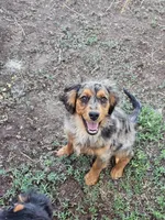 Smokey, a female Aussalier for sale in Pomona, CA – 4 of 5