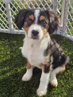 Tex, a male Cavalier King Charles Spaniel and Miniature American Shepherd for sale in Scottsdale, AZ – 2 of 9